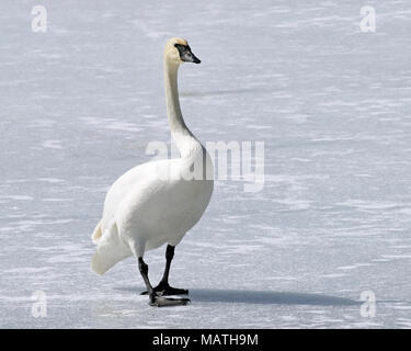 Wild Trumpeter Swan mit seinen markanten schwarzen Schnabel Spaziergänge durch gefrorenen Schnee bedeckten Teich Stockfoto