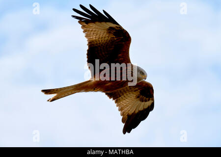 Rotmilan Milvus Milvus im Flug Stockfoto