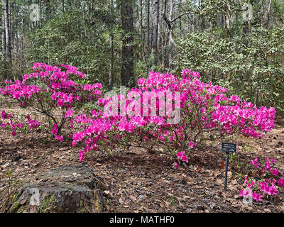 Rhododendron simsii, Chinesisch Azalee, wachsenden und in voller Blüte oder blühende mit rosa Blumen oder blüht im Callaway Garten, Pine Mountain Georgia, USA. Stockfoto