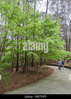 Zwei Menschen, Mann und Frau, sie an einem Stand der japanischen Ahorn, Acer palmatum, Bäume in einer natürlichen Einstellung in Callaway Gardens, Pine Mountain GA USA Stockfoto