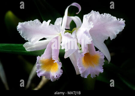 Eine elegante weiße Sobralia-Orchidee mit hellvioletten Blüten und einem gelben Zentrum, wunderschön in einer Nahaufnahme aufgenommen, Stockfoto
