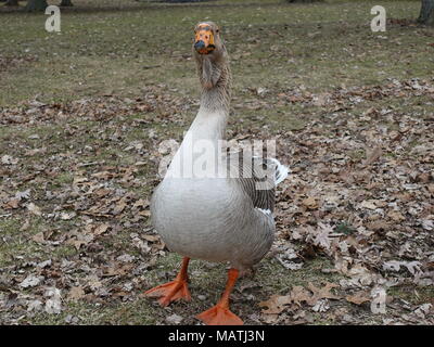 Bild der weiße Gans mit orangefarbenen Schnabel Stehend vor der Kamera stehend auf der Blätter im Herbst in einem Park. Stockfoto