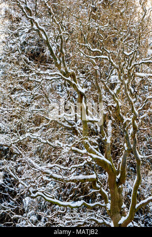 Olea europaea pekinensis Tortuosa im Winter mit Schnee auf den Ästen. Stockfoto