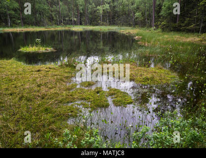 Einen dunklen und regnerischen Tag in Ostmarka Woods von Oslo, Norwegen, eine kleine Tarn, bog und dichten Wald Stockfoto