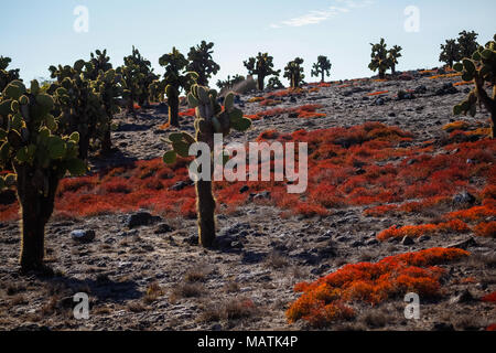 Verschiedene Opuntia Kakteen gegen Licht und Rot sukkulente Pflanze, Plaza Sur, Galapagos Inseln Stockfoto