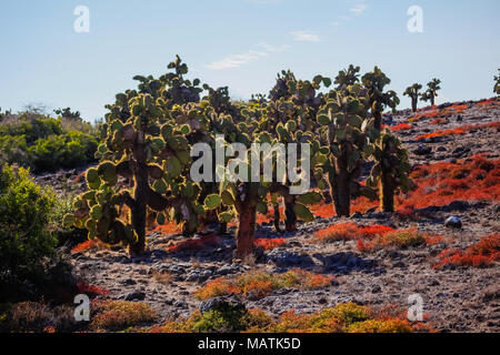 Verschiedene Opuntia Kakteen gegen Licht, Plaza Sur, Galapagos Inseln Stockfoto