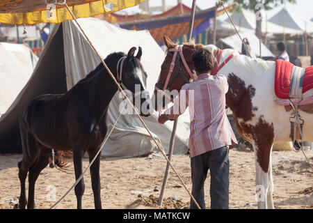 Zwei Marwari Pferde, ein Bay Fohlen und farbigen Erwachsenen, von einigen Zelten gebunden wird von einem Mann auf der Pushkar Camel Fair, Pushkar, Rajasthan, Indien behandelt. Stockfoto