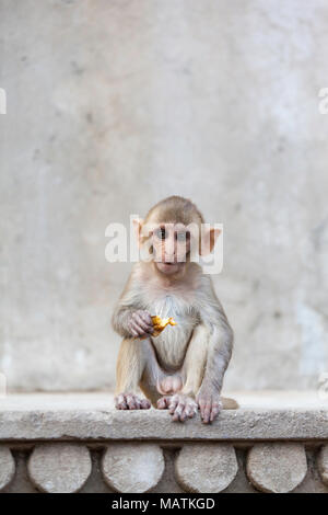Ein Baby Affe frisst eine Orange auf der Galta Ji Monkey Tempel, Jaipur, Rajasthan, Indien. Stockfoto