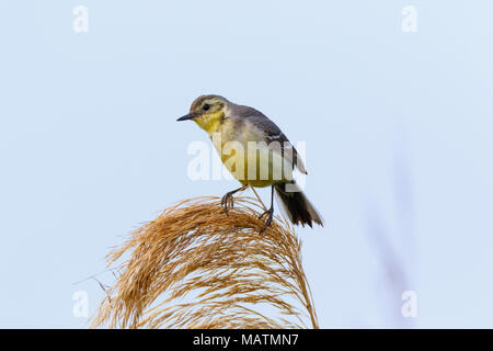 Citrin Bachstelze (Motacilla werae). Denisovo. Rjasan region, Pronsky Bereich. Russland. Stockfoto