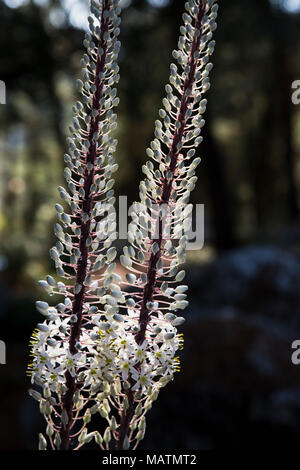 Meer Blausterne (Drimia maritima) auf der kleinen Insel Aghios Nikolaos, Paxos, Griechenland Stockfoto