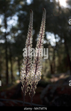 Meer Blausterne (Drimia maritima) auf der kleinen Insel Aghios Nikolaos, Paxos, Griechenland Stockfoto