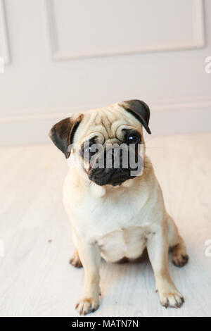 Hellfalbfarben pug in einem Studio mit einem weißen Hintergrund. Stockfoto