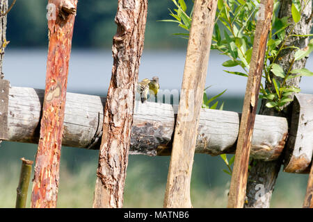 Citrin Bachstelze (Motacilla werae). Denisovo. Rjasan region, Pronsky Bereich. Russland. Stockfoto