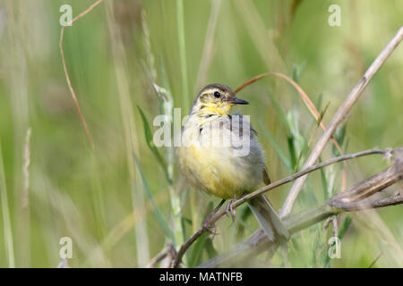 Citrin Bachstelze (Motacilla werae). Denisovo. Rjasan region, Pronsky Bereich. Russland. Stockfoto