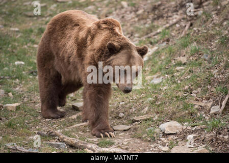 Brauner Bär im Wald Stockfoto