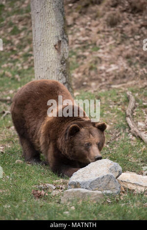 Braunbären Stockfoto