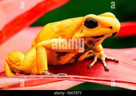 Die meisten giftigen Poison dart Frog, Phyllobates terribilis. Makro von schönen dartfrog und Amphibien. Tier im tropischen Regenwald des Amazonas, Kolumbien Stockfoto