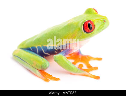 Agalychnis callidryas oder die roten Augen Monkey Tree Frog, aus dem Regenwald von Panama und Costa Rica isoliert auf Weiss. Stockfoto