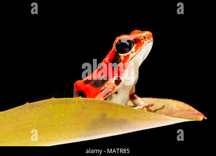 Strawberry poison Dart frog aus dem Regenwald von Boca del Toros in Panama. Eine schöne giftige Tiere. Stockfoto