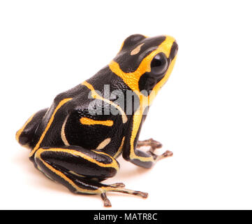 Rothaarige poison Dart oder Pfeil Frosch, Ranitomeya Fantastica. Eine schöne kleine giftige Tiere aus dem Regenwald des Amazonas in Peru. Auf weiß Isoliert Stockfoto