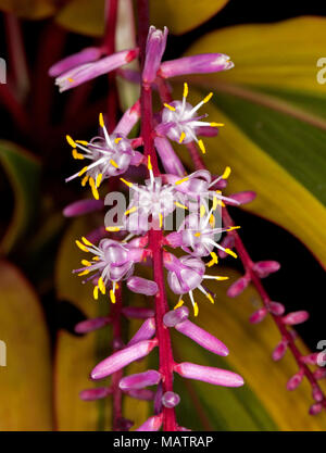 In der Nähe von weißen Blumen und roten Knospen Cordyline Fruticosa Sorte auf dem Hintergrund der goldenen Blätter Stockfoto