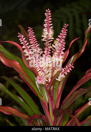 Cluster von weißen Blumen und roten Knospen und rote und grüne Laub von Cordyline Fruticosa Sorte gegen den dunklen Hintergrund in Australien Stockfoto