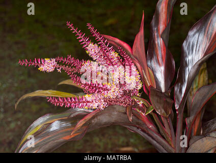 Cluster von weißen Blumen und roten Knospen und rote und grüne Laub von Cordyline Fruticosa Sorte gegen den dunklen Hintergrund in Australien Stockfoto