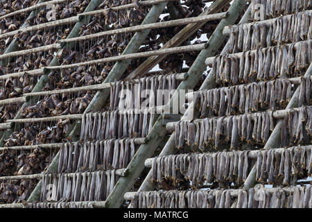 Traditionelle Stockfisch hängen in vertikale Muster auf trockenständer. Kabeljau ist enthauptet und Luft auf Holz- Racks für Bewahrung getrocknet. Nährstoffe werden beibehalten Stockfoto