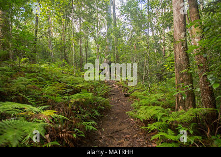 Dichten smaragdgrünen Wäldern mit Farnen und Adlerfarn durch schmale Wanderweg in Conondale Ranges National Park Queensland Australien durchtrennt Stockfoto