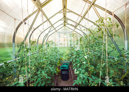 Tomaten-Gewächshaus Stockfoto