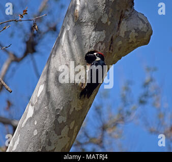 Acorn Specht bringt Insekt zu sein Nest in einem Baum. Sunol Regional Wilderness, Kalifornien, Stockfoto