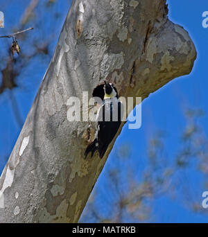 Acorn Specht bringt Insekt zu sein Nest in einem Baum. Sunol Regional Wilderness, Kalifornien, Stockfoto