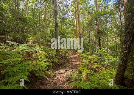 Dichten smaragdgrünen Wäldern mit Farnen und Adlerfarn durch schmale Wanderweg in Conondale Ranges National Park Queensland Australien durchtrennt Stockfoto