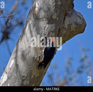 Acorn Specht bringt Insekt zu seinem Nest Loch in einen Baum. Sunol Regional Wilderness, Kalifornien, Stockfoto