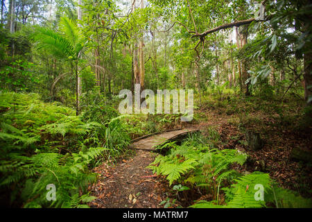 Dichten smaragdgrünen Wäldern mit Farnen und Adlerfarn durch schmale Wanderweg in Conondale Ranges National Park Queensland Australien durchtrennt Stockfoto