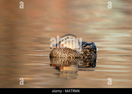 Eine weibliche Stockente Anas platyrhynchos ruht auf einem See bei Sonnenuntergang Stockfoto