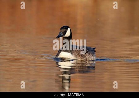 Eine Kanadagans Branta canadensis Schwimmen in einem See bei Sonnenuntergang Stockfoto