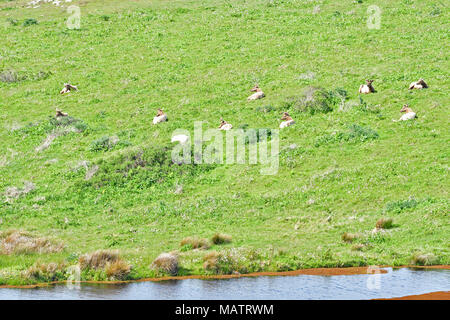 Tule Elche an Tomale Elk finden Stockfoto