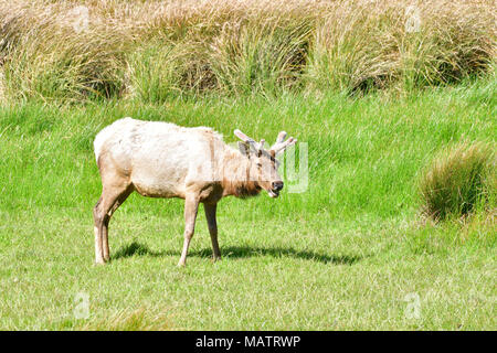 Tule Elche an Tomale Elk finden Stockfoto