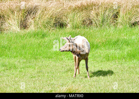 Tule Elche an Tomale Elk finden Stockfoto