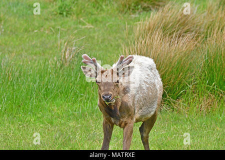 Tule Elche an Tomale Elk finden Stockfoto