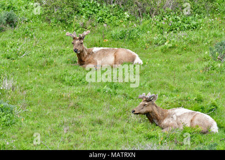 Tule Elche an Tomale Elk finden Stockfoto