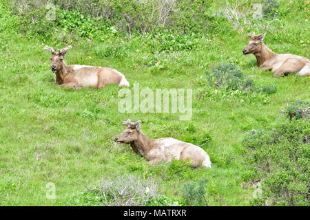 Tule Elche an Tomale Elk finden Stockfoto