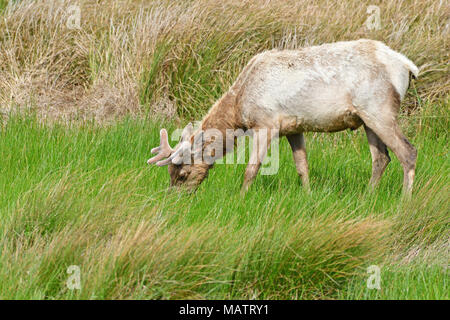 Tule Elche an Tomale Elk finden Stockfoto