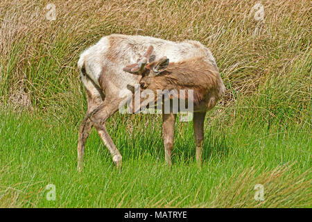 Tule Elche an Tomale Elk finden Stockfoto