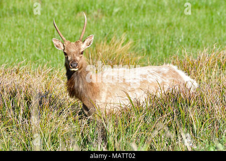 Tule Elche an Tomale Elk finden Stockfoto