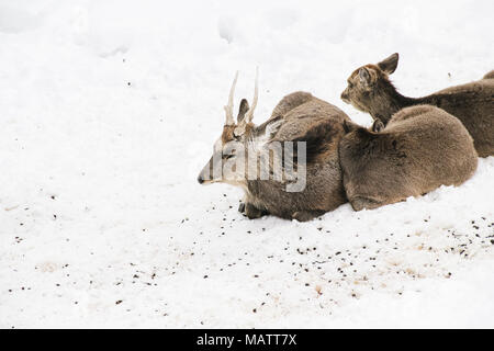 Sika-Hirsche im Winter im Asahiyama Zoo, Hokkaido Stockfoto