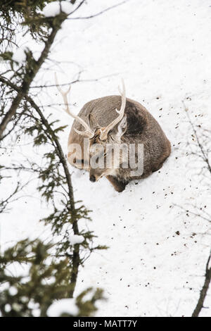 Sika deer in Asahiyama Zoo, Hokkaido Stockfoto