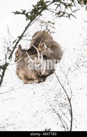 Sika deer in Asahiyama Zoo, Hokkaido Stockfoto