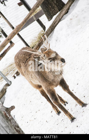 Sika deer in Asahiyama Zoo, Hokkaido Stockfoto